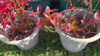 Help Butterflies TLC for Trees and Shrubs Preparations for Winter gardentours Garden Tour Diary [upl. by Iggy]