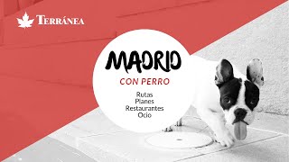 Rutas por Madrid con Perro [upl. by Natalya]