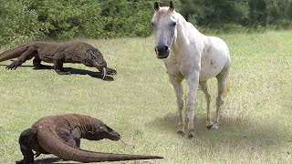 DRAGÃO DE KOMODO DEVORA CAVALO VIVO SEM DÓ [upl. by Htims]