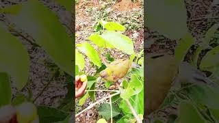 birds  short video China ka pakshi chor krne wala [upl. by Tiduj444]