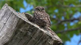 Little owlet and father [upl. by Harland]