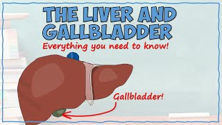 The Liver and Gallbladder [upl. by Orianna]