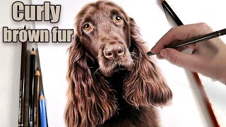 Photo Realistic DOG Colored pencil drawing from start to finish Tackling complicated brown fur [upl. by Remas]