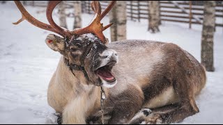 Les drôles rennes du Père Noël en Laponie 😍🦌 Finlande  Santa Claus vidéo sur les animaux [upl. by Ennaillij]