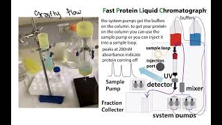 Recombinant protein expression and purification overview quick version [upl. by Neibart]