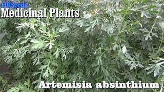 ⟹ WORMWOOD Artemisia absinthium 🌿 BE CAREFUL [upl. by Mich1]