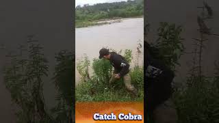 Young people catch cobras on the river bank shorts amazing [upl. by Reppart]