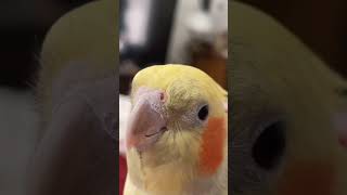 cockatiel cockatielbird Just Some Tunes ❤️ cockatielsing birds cockatielsound parrot cute [upl. by Yntrok]