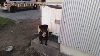 Dog in South Miyazaki  Harmonizator [upl. by Ativ]