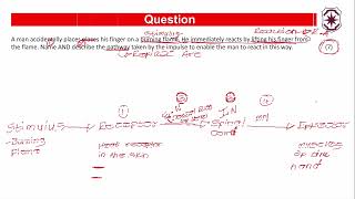 Reflex Arc Exam Questions and Answers [upl. by Holle]