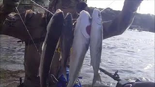 pesca sub del 121124 da porto vecchio di castigliocello al quercetano 4 prede [upl. by Yaras]