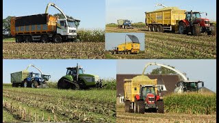 Loonbedrijf Reimink hakselt mais met Claas Dewa Terberg NH MF en Claas Challenger [upl. by Kirven]