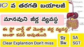 Tet dsc biology class  మానవుని జీర్ణ వ్యవస్థను ఫ్లో చార్ట్ తో ఈజీ గా నేర్చుకోండి apdsc apdsc2024 [upl. by Hewett]