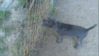 Neapolitan Mastiff Puppy Barking [upl. by Aihset998]