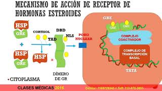 RECEPTORES INTRACELULARES  CLASES DE MEDICINA [upl. by Sucam]