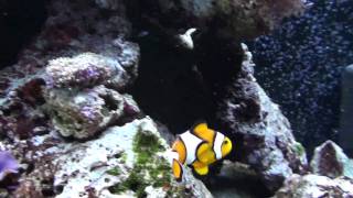 Amphiprion ocellaris  falscher Clownfisch [upl. by Estele]