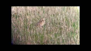 Pipit de richard fev 2022 Cap Gris Nez [upl. by Karlotte967]