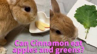 Can Cinnamon eat apples and greens [upl. by Eddie57]