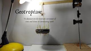 GEOTROPISM [upl. by Jesse]