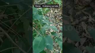 How to identify Varun  Crataeva nurvala ayureel ayu medicinalplant medicineherbs dravyaguna [upl. by Ainerol]