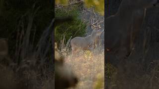 It’s bow season deer whitetaildeer [upl. by Irroc]