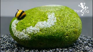 NERITE SNAIL a natural ALGAE cleaner truck [upl. by Denney]