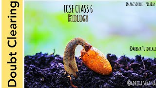 Biology Doubt Clearing  Epigeal amp Hypogeal Germination  Epicotyl amp Hypocotyl ICSE Class 6 [upl. by Enilrek]