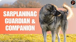 Sarplaninac Dog Breed Info Personality amp Facts [upl. by Deb150]