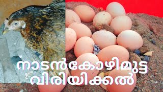 നാടൻ കോഴി മുട്ട അട വയ്ക്കുന്ന രീതി Hen Eggs Hatchingkozhi valarthal  malayalam [upl. by Aineg]