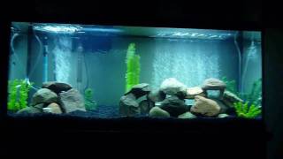 New 55 Gallon African Cichlid Aquarium [upl. by Fari]