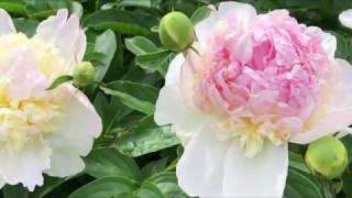 Raspberry Sundae Peony in the Garden [upl. by Rollecnahc252]