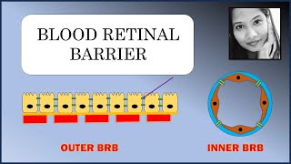 हिंदी Blood Retinal Barrier  Explained  Retina  Ophthalmology [upl. by Delamare]