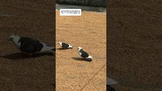 pigeon birds animals pets attitude [upl. by Leirad]