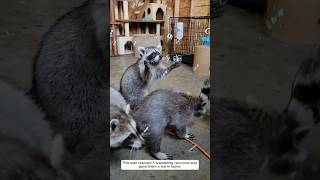 This man rescued five wandering raccoons and gave them a warm home animalshorts shortvideo [upl. by Thenna]