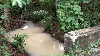 TAMAN NASIONAL GAJAH WAY KAMBAS LAMPUNG TIMURSEPANJANG JALAN HUTAN ASLI DAN GAJAH YANG BISA JOGET [upl. by Ecnarretal]