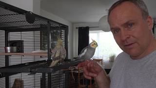 Rainforest Double Flight Cage Review  for Cockatiels and other small birds [upl. by Ynaffets159]