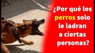 ¿Por qué los perros solo le ladran a ciertas personas [upl. by Hen]