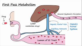 Bioavailability and First Pass Metabolism [upl. by Leakcim]