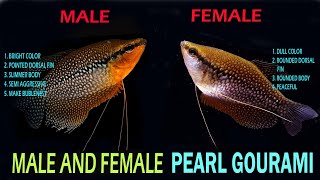 How To Identify Male And Female Pearl Gourami [upl. by Eelirrem]