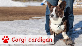 Welsh corgi cardigan  All about the breed [upl. by Tudor]