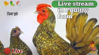 🔴 Live stream poultry farm  Livs stream Day 2  hen forming [upl. by Keelby32]