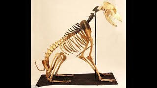 Skeleton of the dog on the Tudor Mary Rose Ship used to catch rats [upl. by Narok]