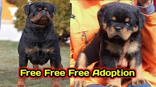 Rottweiler puppies free Adoption  Free Free  Rottweiler puppies 2024  freedogadoption 🤩🤩 [upl. by Boucher2]