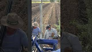 ASÍ SE HACE una PLANTACIÓN de OLIVAR en FINCA GESTAGRO en la campiña de CÓRDOBA  aceite AGRICULTURA [upl. by Buckie]