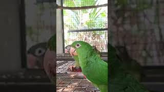 White eyed conure [upl. by Ylrehc]