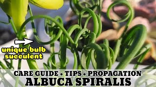 136 ALBUCA SPIRALIS FRIZZLE SIZZLE PLANT SUCCULENT CARE GUIDE  Succulent Care Tips 다육식물 Suculentas [upl. by Mchail247]