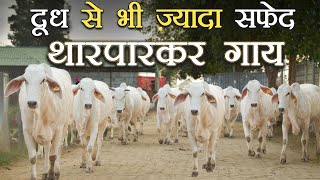 दूध से भी ज्यादा सफेद थारपारकर गाय  Tharparkar cows  Kamdhenu Gaushala [upl. by Halimaj]