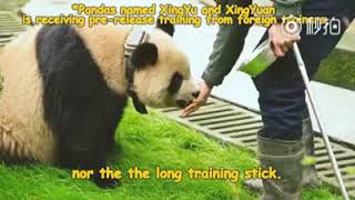 Help to Release Giant Panda bear Qi Yuan Qi Guo and Yuan Man from Wild Training [upl. by Nas]