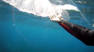 Giant Pyrosome pyrosoma Tenerife El Tablado [upl. by Fletch]