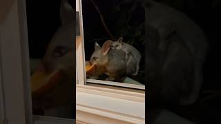 Cute possum with baby 🪟 [upl. by Gnahk209]